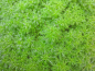 Preview: Wasserfeder - Hottonia palustris
